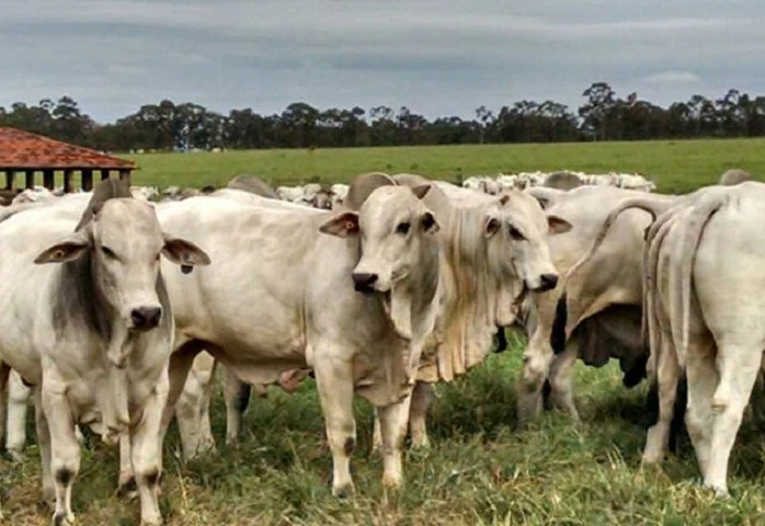 Alta do boi gordo supera valorização da carne e aperta margens dos frigoríficos