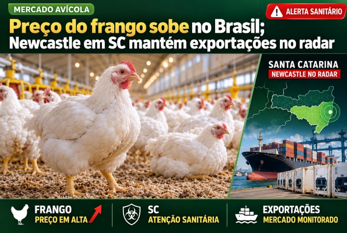 Alta do frango no Brasil reflete impacto de caso de newcastle em santa catarina e alerta externo