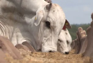 Alta no consumo de whey protein pressiona custo da ração animal e impulsiona soja