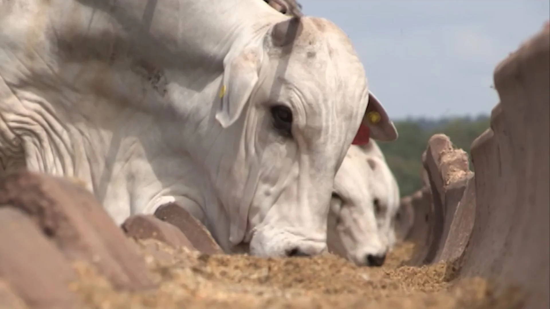 Alta no consumo de whey protein pressiona custo da ração animal e impulsiona soja