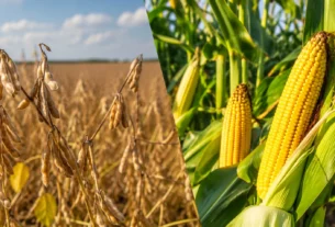 Alta nos preços de grãos impulsiona valorização do setor agropecuário em setembro