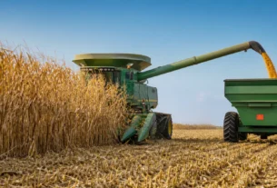 Argentina atinge marca histórica com colheita recorde de 64 milhões de toneladas de milho