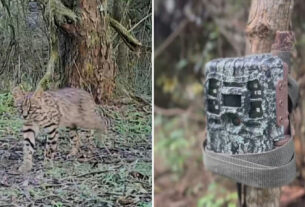 Armadilhas fotográficas registram fauna rara e buscam felino no Pampa
