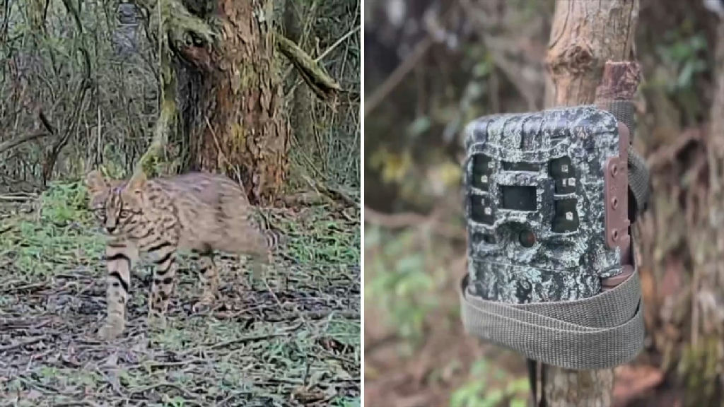 Armadilhas fotográficas registram fauna rara e buscam felino no Pampa