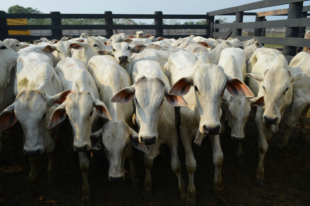 Arroba do boi gordo atinge R$ 380 e mantém tendência de alta no mercado nacional