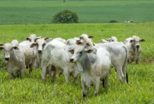 Arroba do boi gordo avança em quatro estados e atinge R$ 385 no Paraná