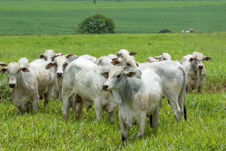 Arroba do boi gordo avança em quatro estados e atinge R$ 385 no Paraná