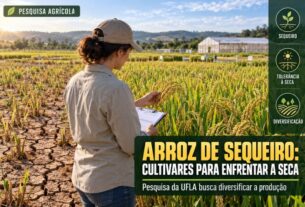 Arroz de sequeiro ganha novas cultivares para reduzir dependência hídrica no Brasil