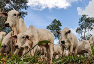 Árvore nativa melhora fertilidade do solo e sequestro de carbono na pecuária
