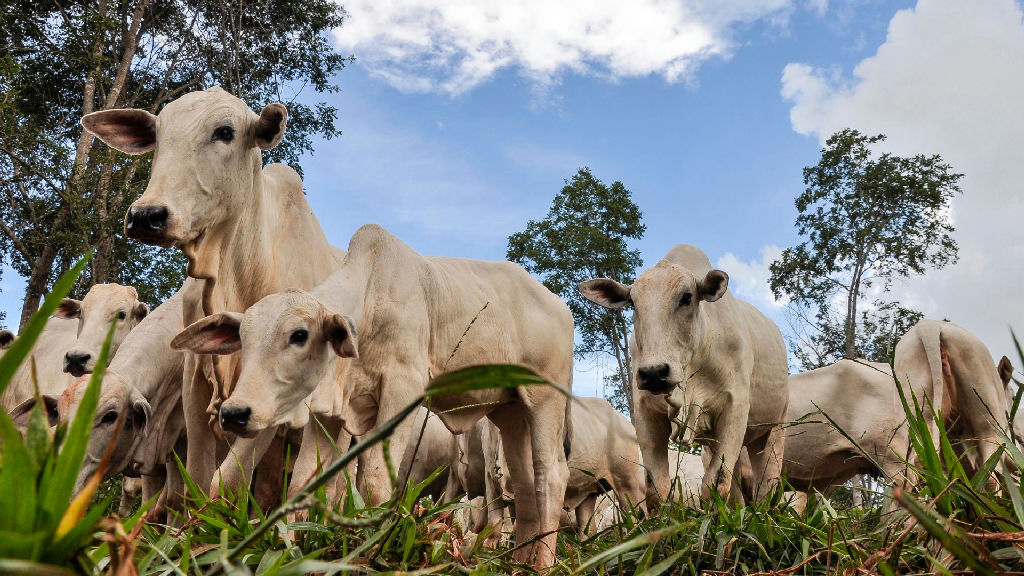 Árvore nativa melhora fertilidade do solo e sequestro de carbono na pecuária