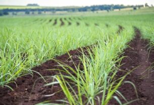 Atvos atinge marca de 100% de uso de bioinsumos em plantio de cana-de-açúcar