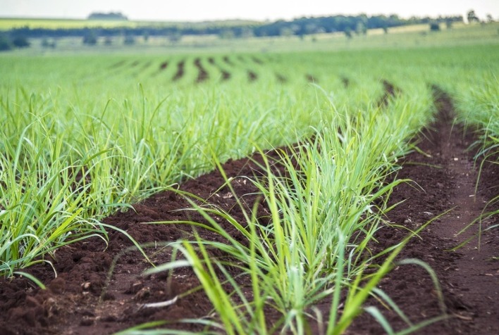 Atvos atinge marca de 100% de uso de bioinsumos em plantio de cana-de-açúcar