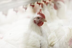 Avicultura 4.0 transforma a produção brasileira com inteligência artificial e análise de dados