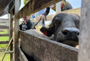 Biotecnologia impulsiona produtividade leiteira de búfalos com foco em sustentabilidade no Amazonas