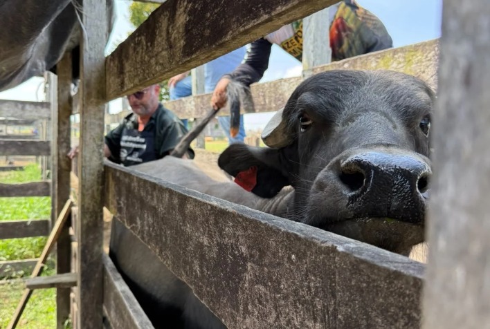 Biotecnologia impulsiona produtividade leiteira de búfalos com foco em sustentabilidade no Amazonas