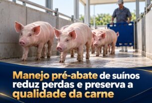 Boas práticas no manejo pré-abate de suínos garantem carne de qualidade e maior lucro