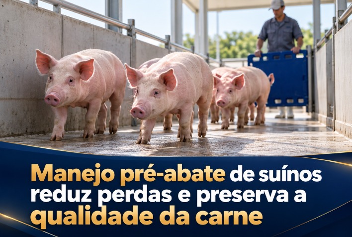 Boas práticas no manejo pré-abate de suínos garantem carne de qualidade e maior lucro