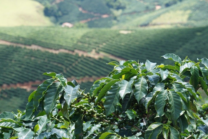 Cafés de Miraí se destacam: 55% das amostras superam 80 pontos em concurso