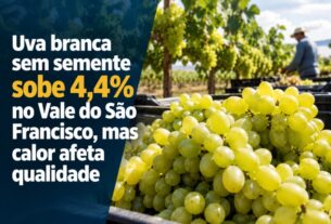 Calor reduz qualidade da uva branca no Vale do São Francisco apesar de alta de 4,4%