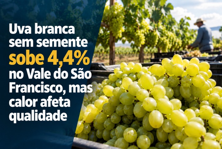Calor reduz qualidade da uva branca no Vale do São Francisco apesar de alta de 4,4%