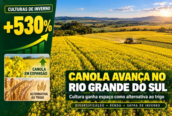 Canola avança no Rio Grande do Sul com alta de 530% na área cultivada