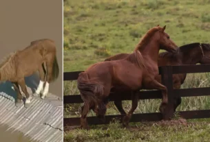 Cavalo Caramelo tem pretendente em adaptação e com ganho de peso no RS
