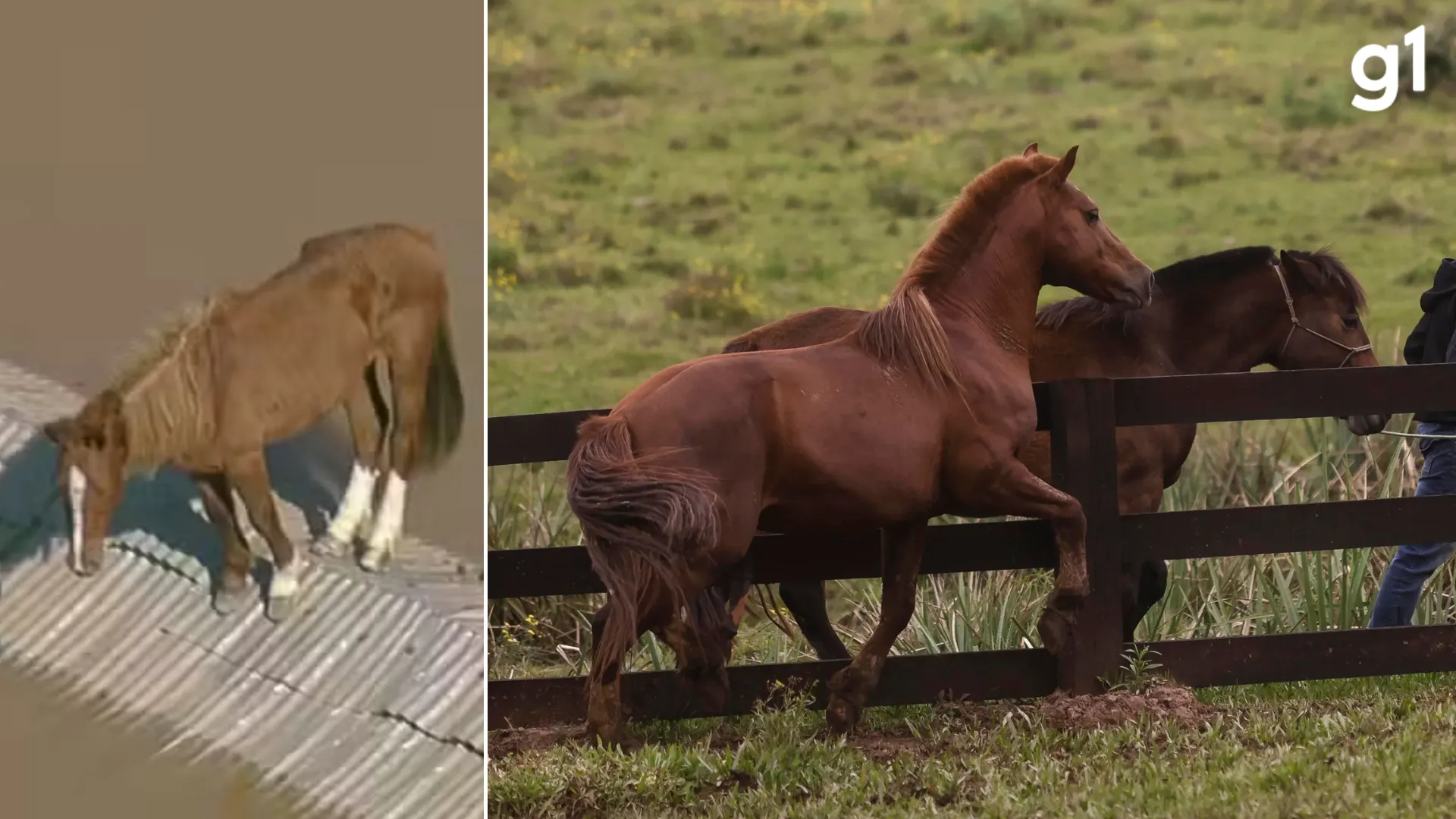 Cavalo Caramelo tem pretendente em adaptação e com ganho de peso no RS