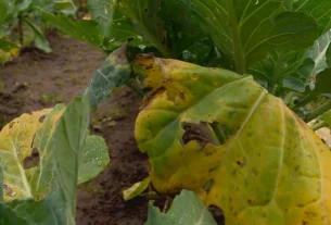 Chuvas em excesso no RS destroem lavouras e fazem preço do tomate disparar