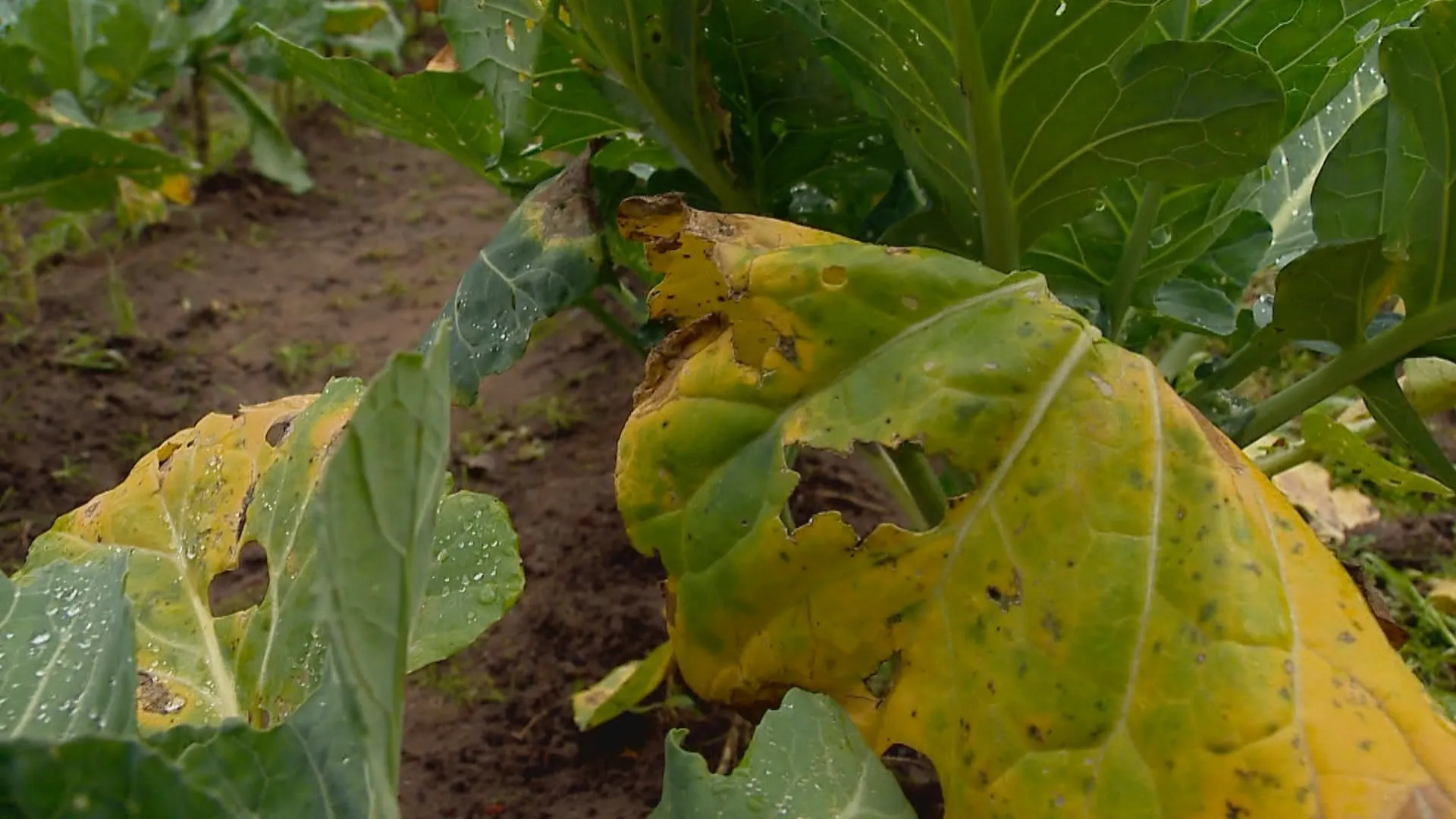 Chuvas em excesso no RS destroem lavouras e fazem preço do tomate disparar