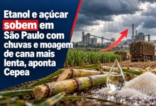 Chuvas em São Paulo atrasam moagem de cana e elevam preços de açúcar e etanol segundo Cepea