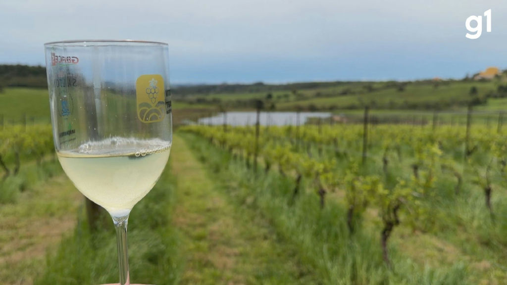 Ciência do solo revela segredos para a qualidade do vinho gaúcho