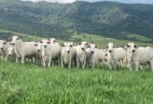 Confinamento ganha fôlego com alta superior do boi gordo frente ao magro