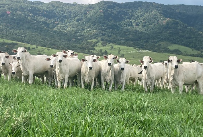 Confinamento ganha fôlego com alta superior do boi gordo frente ao magro