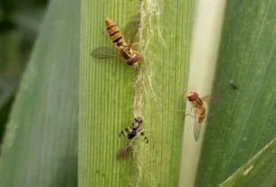 Controle biológico preserva lavouras de sorgo contra pulgões em Minas Gerais