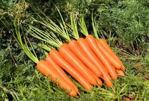 Desafios do cultivo de cenoura no verão exigem foco em qualidade e sanidade