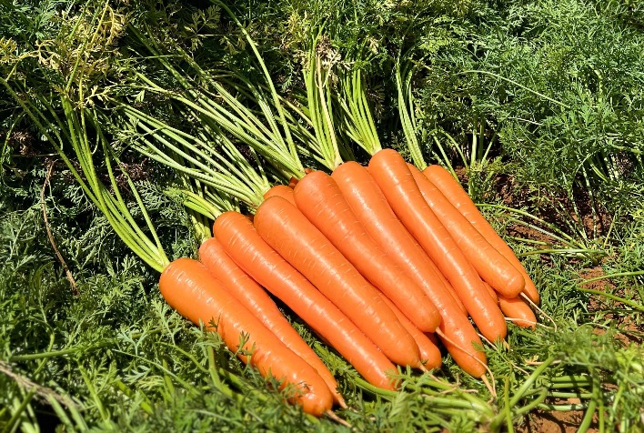 Desafios do cultivo de cenoura no verão exigem foco em qualidade e sanidade