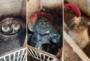 Dezenas de cães são resgatados em situação de extrema insalubridade no Rio Grande do Sul