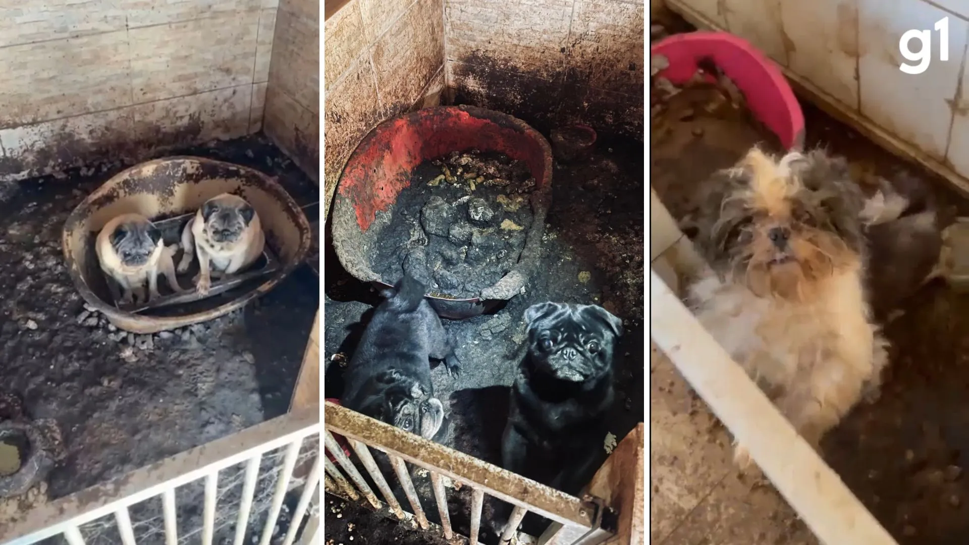 Dezenas de cães são resgatados em situação de extrema insalubridade no Rio Grande do Sul