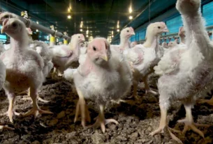 Doença de Newcastle em aves exige alerta sanitário e reforço na biosseguridade