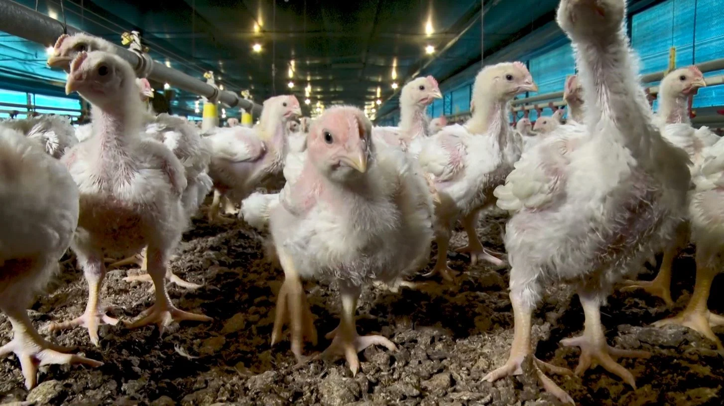 Doença de Newcastle em aves exige alerta sanitário e reforço na biosseguridade