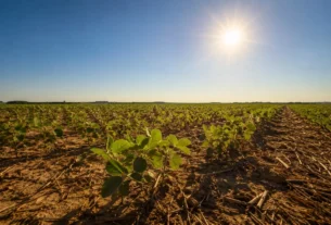 El Niño na safra 2026/27: calor e irregularidade climática desafiam a produtividade da soja
