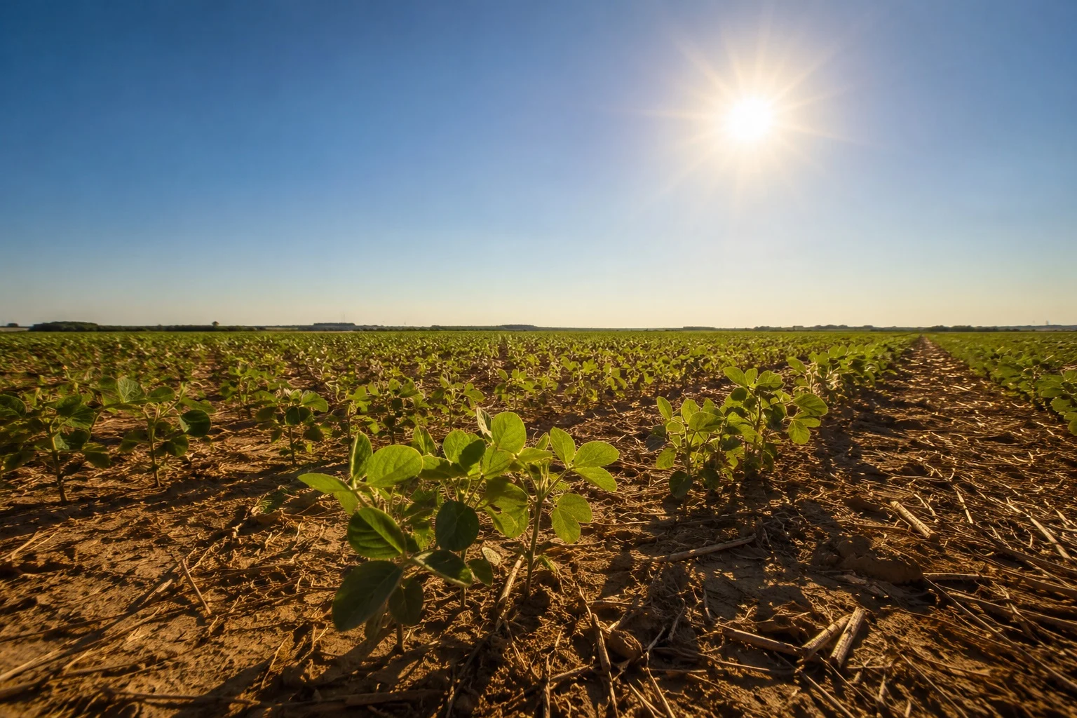 El Niño na safra 2026/27: calor e irregularidade climática desafiam a produtividade da soja