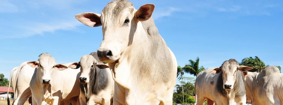 Engenharia genética e células-tronco prometem revolucionar pecuária bovina