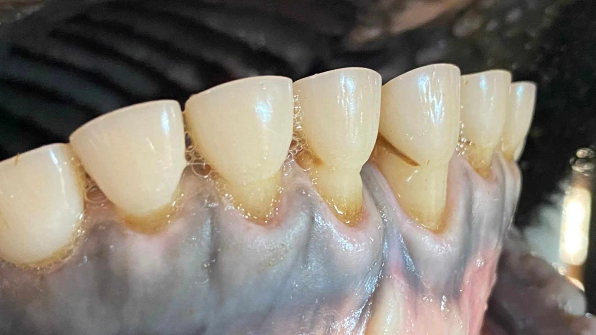 Entenda a anatomia dos bovinos e a ausência de dentes superiores