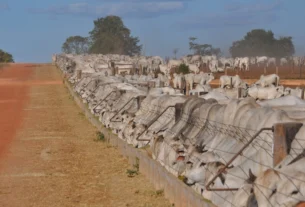 Erros na gestão do confinamento encarecem a produção e comprometem o lucro do pecuarista