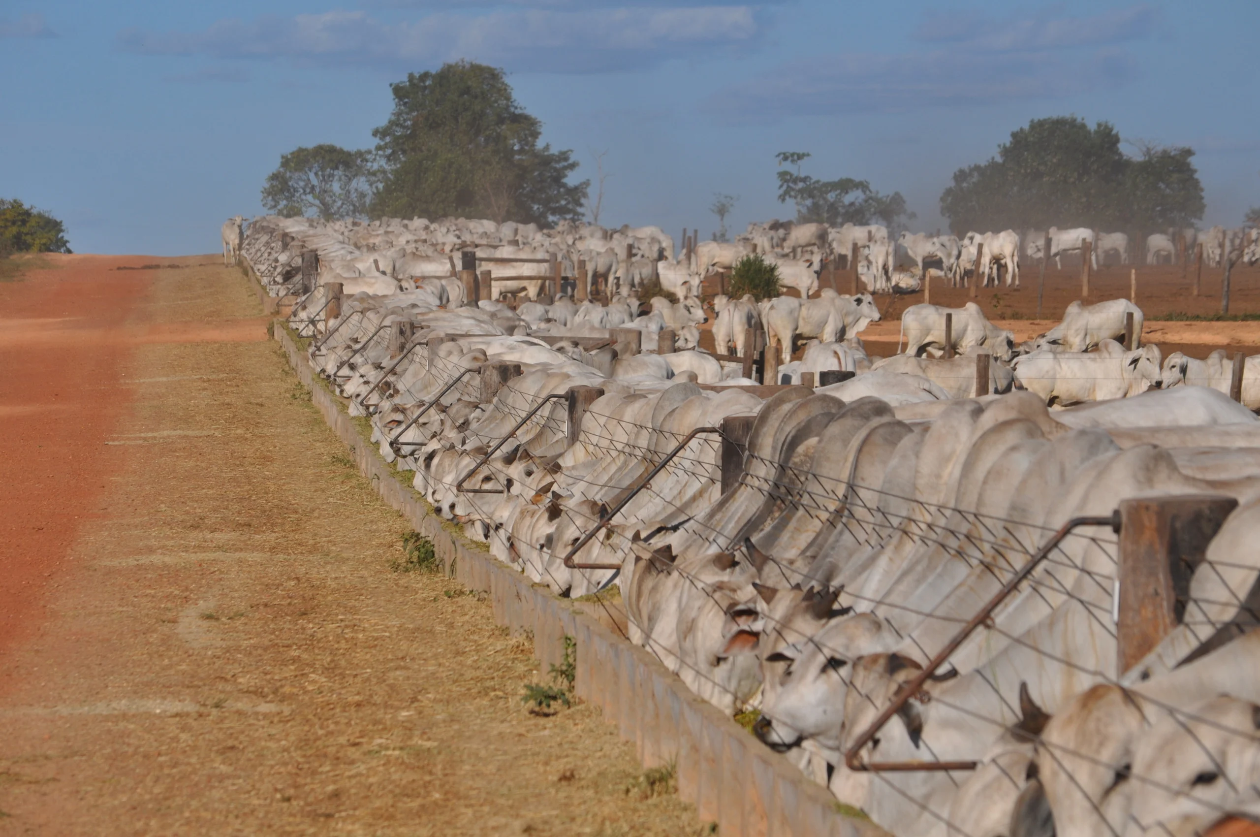 Erros na gestão do confinamento encarecem a produção e comprometem o lucro do pecuarista