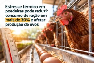 Estresse térmico em poedeiras reduz consumo de ração e derruba produtividade