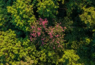 Estudo revela que regeneração natural reduz impacto de espécies invasoras