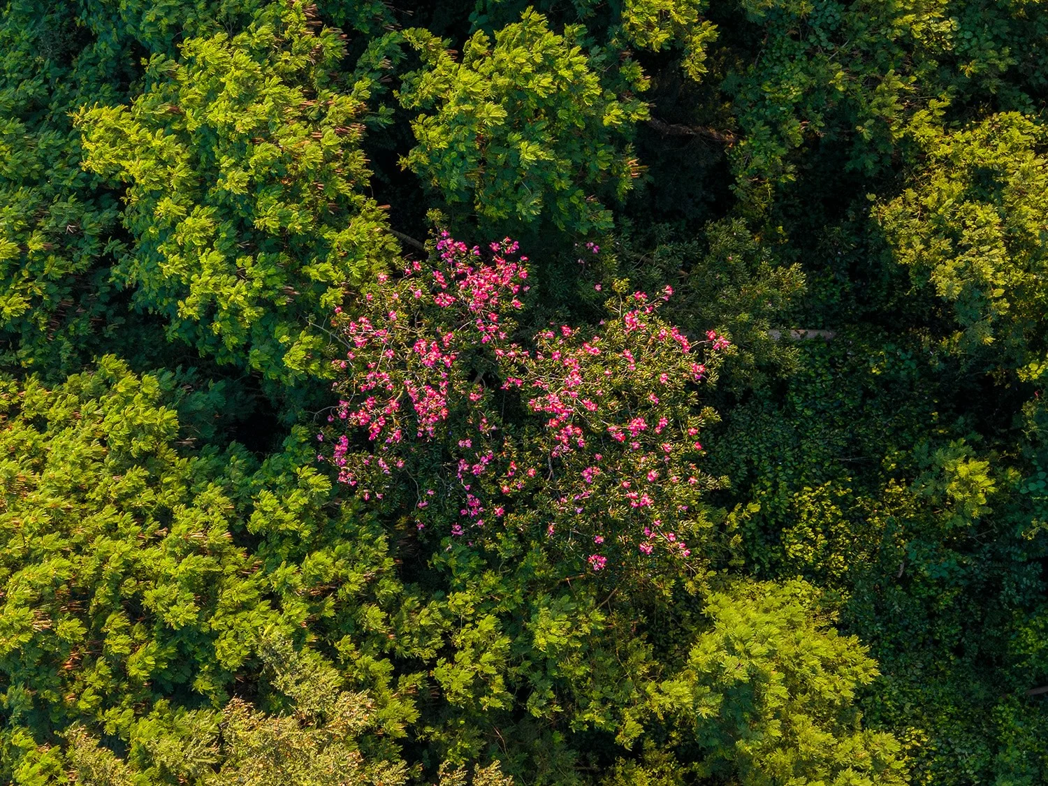 Estudo revela que regeneração natural reduz impacto de espécies invasoras