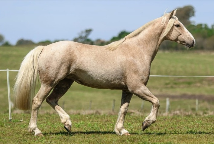 Farm Show em Dom Pedrito oferta cavalos crioulos domados para lida e provas no 4º Remate